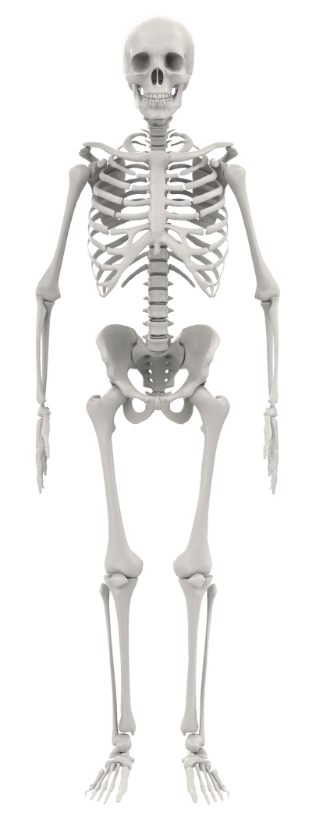 skeleton diagram highlighting major joints