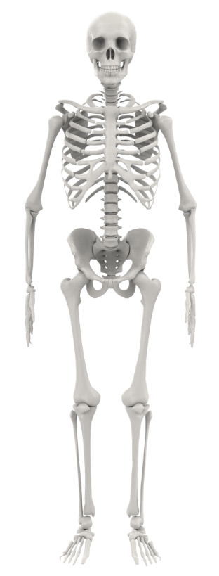 skeleton diagram highlighting major joints